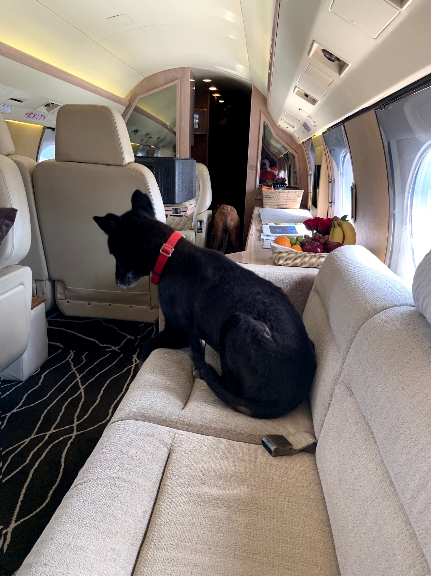 are dogs allowed on private jets